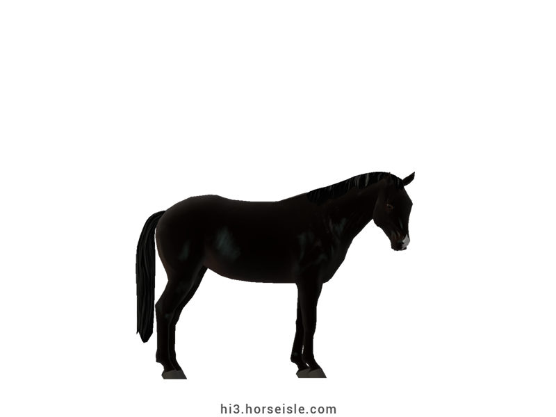 Large Belgian Riding Pony Ebony Black Coat
